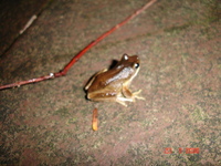 Whistling tree frog. 
