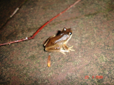 Whistling Tree Frog 1. 