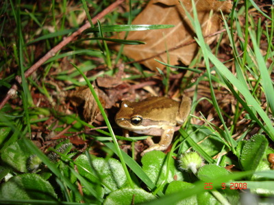 Whistling Tree Frog 4. 