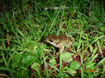 Whistling Tree Frog 3. 