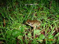 Whistling Tree Frog 3. 