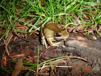 Whistling Tree Frog 2. 