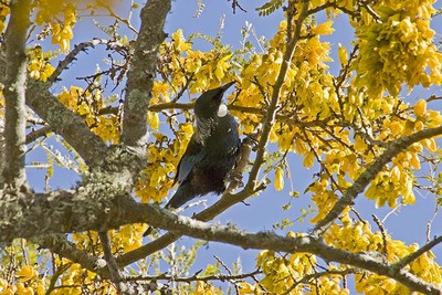 Kowhai & tui. 