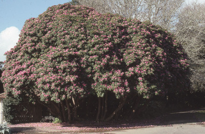 Sir Robert Peel Rhododendron in flower. 