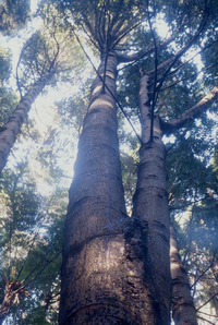 Kauri Groups in Brooklands Road Plantation- Brooklands Park. 