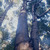 Kauri Groups in Brooklands Road Plantation- Brooklands Park. 