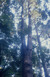 Kauri Groups in Brooklands Road Plantation- Brooklands Park. 