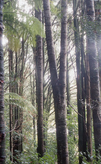 Kauri Groups in Brooklands Road Plantation- Brooklands Park. 