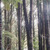 Kauri Groups in Brooklands Road Plantation- Brooklands Park. 
