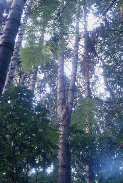 Kauri Groups in Brooklands Road Plantation- Brooklands Park. 