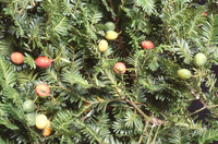 Miro Tree in Fruit_1. 