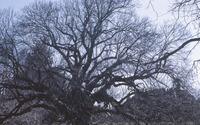 Giant Spanish Chestnut in Wintertime. 