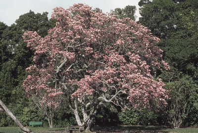 Magnolia in Flower. 