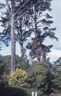 Carrington Pine. 