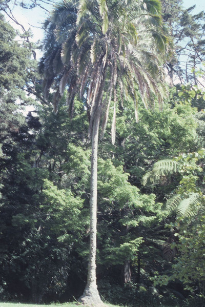 Palm Tree. 