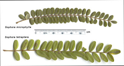 Comparison of leaves in Sophora genus. 