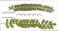 Comparison of leaves in Sophora genus. 
