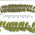 Comparison of leaves in Sophora genus. 