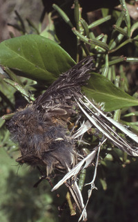 Bird Catching Plant with Fantail. 