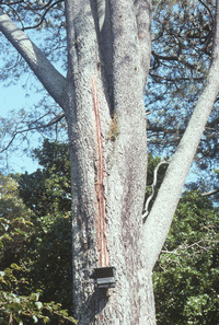 Torrey Pine with Lightening Damage_1. 