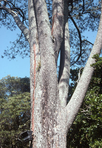 Torrey Pine with Lightening Damage_2. 