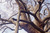 Plane Tree Displaying Natural Grafting_1. 
