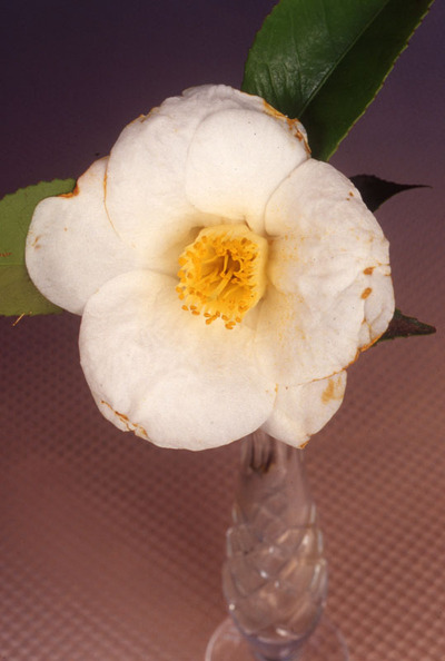 Camellia Flower in Vase. 