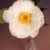Camellia Flower in Vase. 