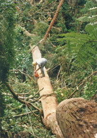 Cutting of fallen Eucalyptus trunk. 