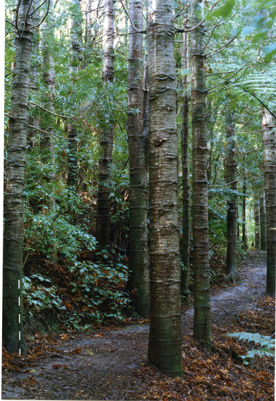 Stand of Kauri with Height Marker. 