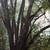 Multi-trunked Himalayan Evergreen Dogwood. 