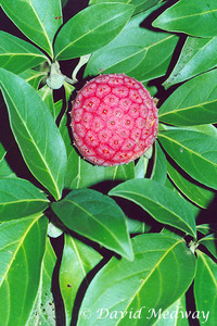 Himalayan Dogwood fruit. 