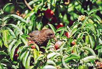 Blackbird in Himalayan Dogwood. 