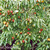 Himalayan Dogwood bush fruiting. 