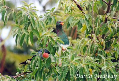 Pigeon in Himalayan Dogwood. 