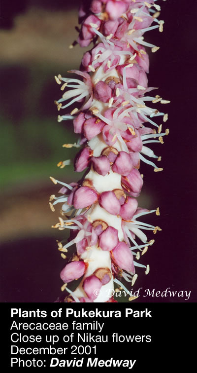 CU flowers (with caption). 