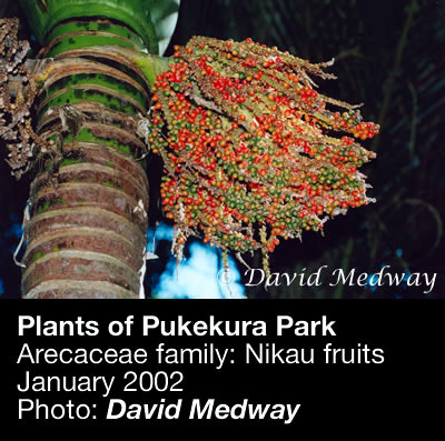 Nikau fruits (with caption). 