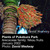 Nikau fruits (with caption). 