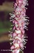 CU flowers. 