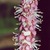 CU flowers. 