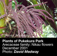 Nikau flower (with caption). 