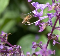 Plectranthus 09. 