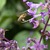 Plectranthus 09. 