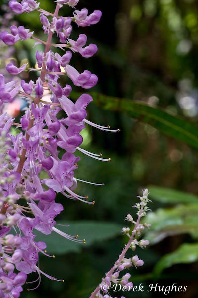 Plectranthus 12. 