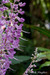 Plectranthus 12. 