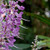 Plectranthus 12. 