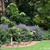 Plectranthus 08. 