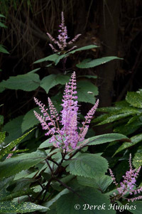 Plectranthus 07. 