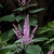 Plectranthus 07. 