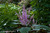 Plectranthus 06. 